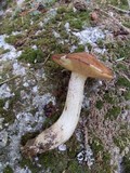 Suillus weaverae image