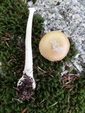Amanita praecox image