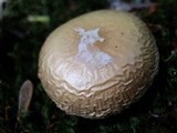 Amanita praecox image