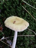 Amanita praecox image