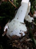 Amanita praecox image