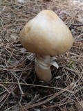 Cortinarius caperatus image