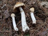 Cortinarius caperatus image
