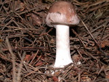 Amanita porphyria image