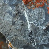 Polysporina urceolata image