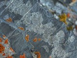 Polysporina urceolata image
