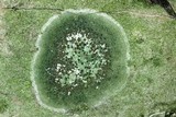 Bacidina egenuloidea image