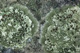 Bacidina egenuloidea image