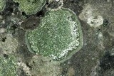 Bacidina egenuloidea image