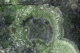 Bacidina egenuloidea image