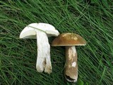Boletus variipes image