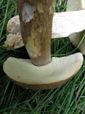 Boletus variipes image