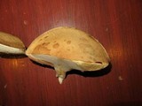 Tylopilus felleus image