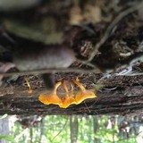 Cantharellus minor image