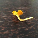 Cantharellus minor image