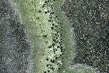 Bacidina egenuloidea image