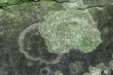 Bacidina egenuloidea image