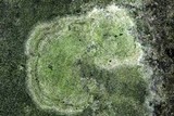 Bacidina egenuloidea image