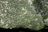 Bacidina egenuloidea image