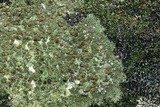 Bacidina egenuloidea image