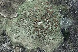 Bacidina egenuloidea image