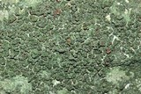 Bacidina egenuloidea image