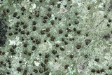 Bacidina egenuloidea image