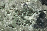 Bacidina egenuloidea image