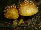 Amanita flavorubescens image