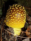 Amanita flavorubescens image