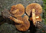 Inocybe unicolor image