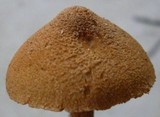 Inocybe unicolor image