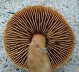 Inocybe unicolor image