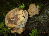 Meripilus sumstinei image