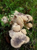 Meripilus sumstinei image