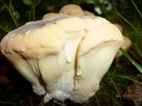 Meripilus sumstinei image