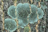 Hyperphyscia syncolla image