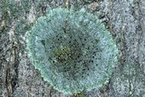 Hyperphyscia syncolla image