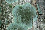 Hyperphyscia syncolla image