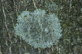 Hyperphyscia syncolla image