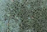 Hyperphyscia syncolla image