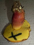 Lanmaoa pseudosensibilis image