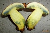 Lanmaoa pseudosensibilis image
