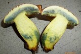 Lanmaoa pseudosensibilis image