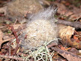 Phycomyces blakesleeanus image