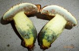 Lanmaoa pseudosensibilis image