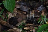 Xylaria liquidambar image