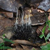 Xylaria liquidambar image