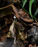 Mycena chloroxantha image