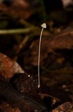 Mycena chloroxantha image